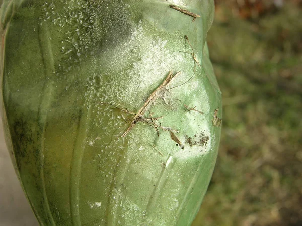 Buz taneleri, kar, çöp, eski yeşil plastiğin yüzeyi. Yakın çekim, dar odak. 
