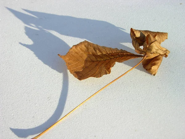 Dry Leaves Long Petiole White Frost Covered Surface Twisted Shriveled — Stock Photo, Image