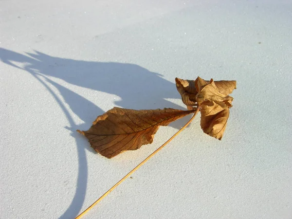 Dry Leaves Long Petiole White Frost Covered Surface Twisted Shriveled — Stock Photo, Image