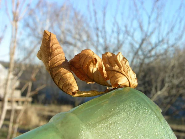 Mavi gökyüzüne karşı üç kuru sonbahar yaprağı. Özellikle her biri kendi tarzında çarpıtılmış. 