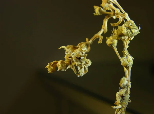 Rama Seca Planta Suculenta Del Caudex Mestoklema Macrorhiza Macro Enfoque — Foto de Stock