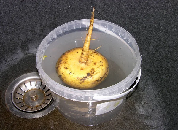 Açık sarı şalgam antrakit renkli kuvars lavabosunda duran plastik bir kabın içinde yüzer. Şalgamın kuyruğu, kışkırtıcı ve elastik bir şekilde öne çıkan küçük ince kökler ile kaplıdır. Yakın çekim, dar odak. 