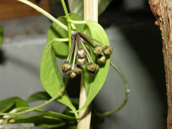 Thriving Tropical Creeper Hoya Limoniaca Recruited Buds Closed Now Shortly — Stock Photo, Image