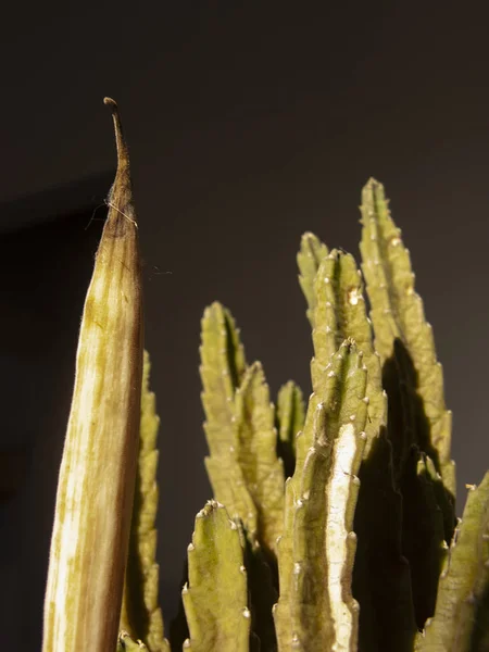 Una Vieja Planta Estapelia Suculenta Dañada Vaina Fruta Madura Dentro —  Fotos de Stock