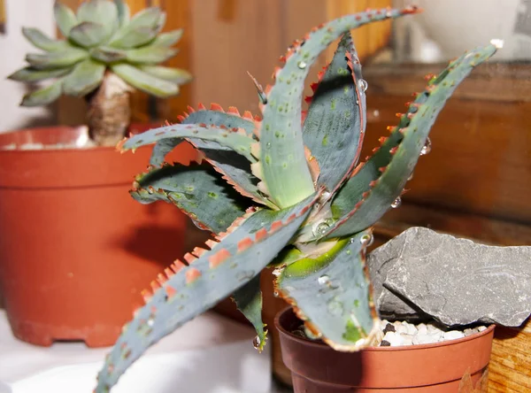 Plante Succulente Aloe Rauhii Kg14 Avec Des Dents Écarlates Brillantes — Photo