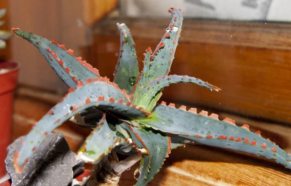 Planta Suculenta Aloe Rauhii Kg14 Con Brillantes Dientes Escarlata Borde — Foto de Stock