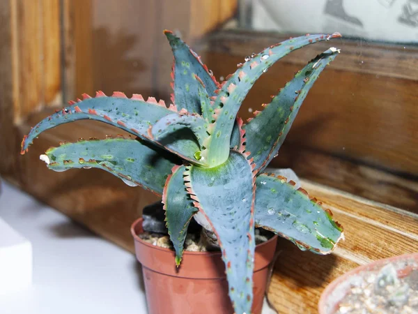 Pianta Succulenta Aloe Rauhii Kg14 Con Denti Scarlatti Luminosi Sul — Foto Stock