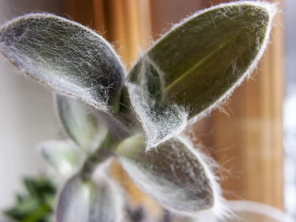 Suculenta Planta Ampollas Tradescantia Sillamontana Parte Apical Del Brote Macro — Foto de Stock