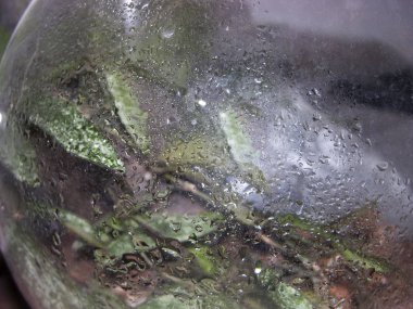 Su püskürtülmüş cam kaplar. Yuvarlak cam floraryumun dışındaki su damlacıkları (içinde büyüyen bitkiler bulunan cam kap) sertlik tuzlarından izler bırakır. Yakın çekim, dar odak.