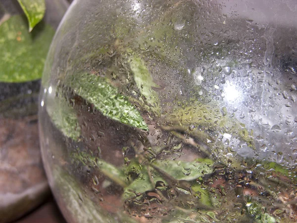 Glass vessels with plants sprayed with water. Water droplets on the outside of the rounded glass  florarium (glass container with growing plants inside), streaks from hardness salts. Close-up, narrow focus.