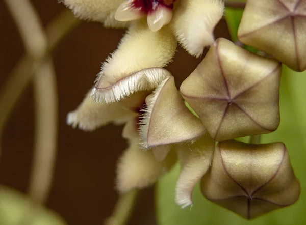 Flor Tropical Enredadera Hoya Limoniaca Macro Enfoque Estrecho — Foto de Stock