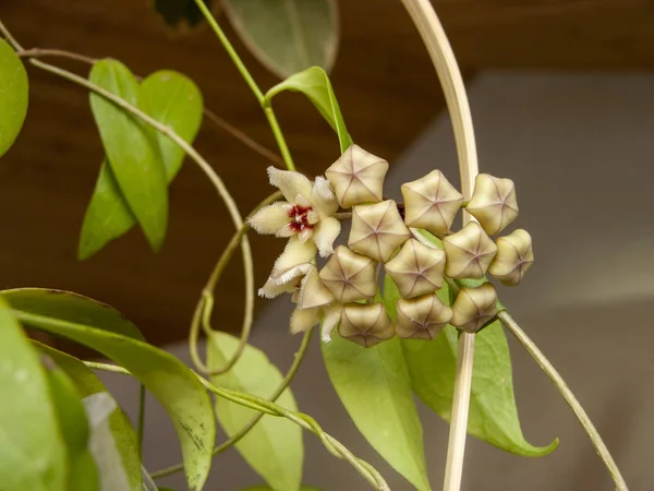 Thriving Tropical Creeper Hoya Limoniaca Began Open Buds Soon Charming — Stock Photo, Image