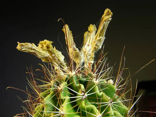 Cactus Espinoso Con Capullos Florales Que Una Vez Florecieron Exuberantemente — Foto de Stock