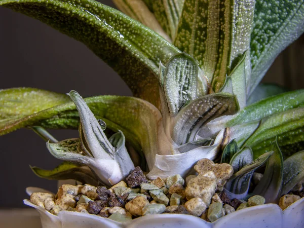 Plante Succulente Gasteria Little Warty Avec Progéniture Pousse Dans Pot — Photo