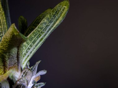 Sulu bitki Gasteria CV. Küçük su damlaları içinde küçük kesiklerle kaplanmış küçük Warty. Yakın çekim, dar odak.