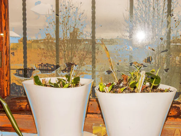 A ragged insect net is stretched over the window frame. Potted plants in front of the window, a landscape of trees and houses outside the window.   narrow focus. 