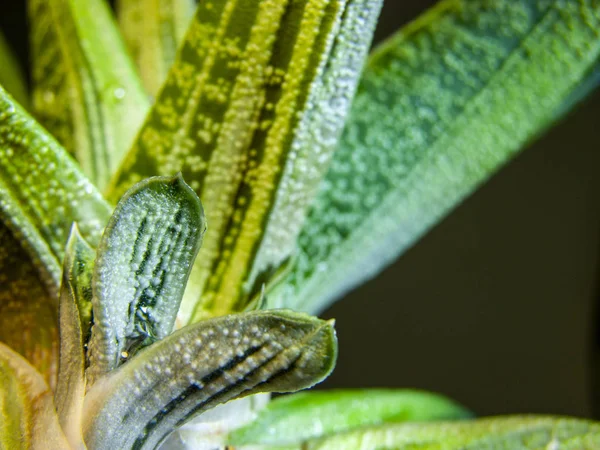 Hojas Húmedas Verrugas Iridiscentes Planta Suculenta Gasteria Pequeño Warty Después — Foto de Stock