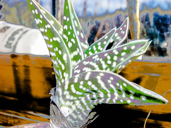 Variegated Succulent Plant Hybrid Aloe Narrow Focus — Stock Photo, Image