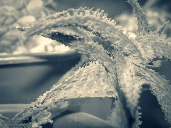 Monochrome photo of succulent plants in pots. Hybrid succulent Aloe rauhii has spikes, wart, growths on the leaves. Narrow focus.