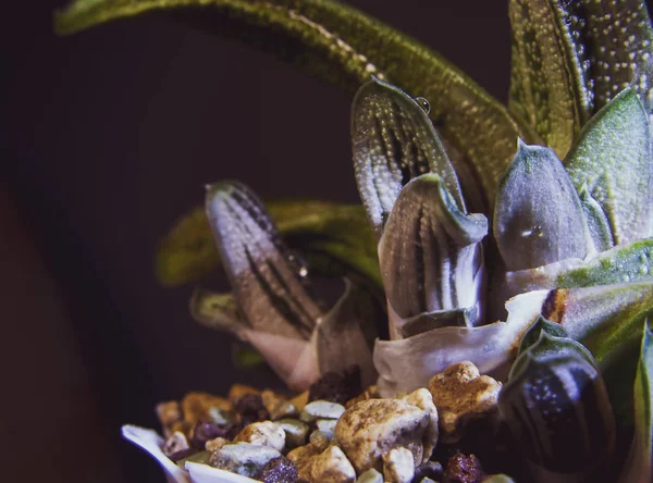 Thickets of different wet succulents in pots and stones. Water glare on the warts. Striped plant Gasteria Little Warty. Close-up, narrow focus.