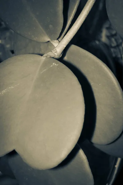 Lezzetli asma Hoya Kerrii, Sevgililer Günü. Kalp şeklinde uzun ömürlü elastik yapraklar. Tek renkli olsun. Yakın çekim, dar odak.