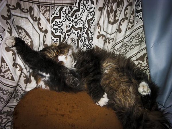 Włochaty Kot Drzemie Pozycji Gimnastycznej Rozciągającej Się Obok Poduszki Sen — Zdjęcie stockowe