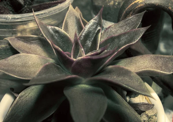 Plantes Succulentes Dans Différents Récipients Décoratifs Echeveria Plante Hybride Rosette — Photo