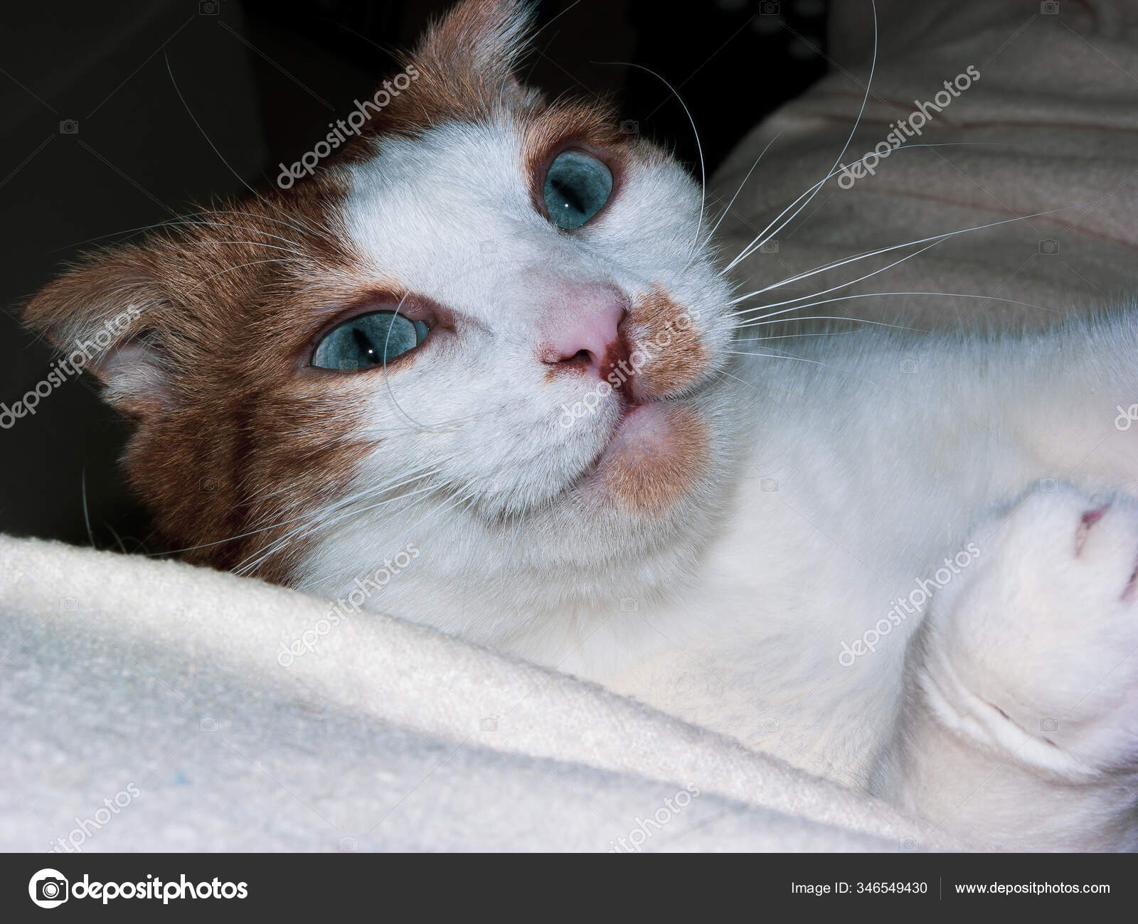 Chaton Avec Nez Rose Images Libres De Droit Photos De Chaton Avec Nez Rose Depositphotos