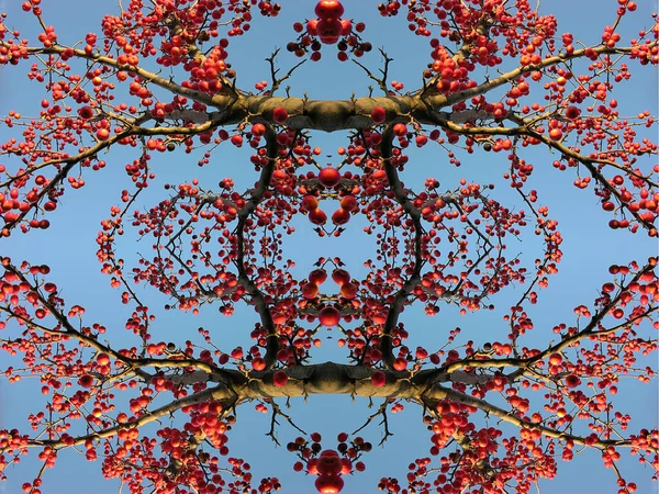 Vahşi bir elma ağacının içinde Paradis Elmalarının yasak meyvelerinin bulunduğu birkaç fotoğrafın kompozisyonu. Mavi gökyüzüne karşı elmalar. Kusursuz desen, dar odak. 