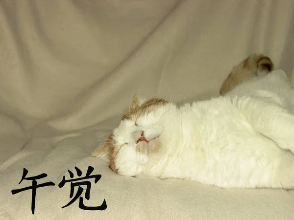 Immagine Gatto Bianco Rosso Che Dorme Dolcemente Mezzogiorno Copriletto Sintetico — Foto Stock