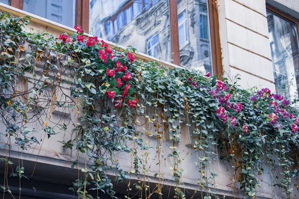 Flores Maravillosas Colgando Ventana Del Edificio — Foto de Stock