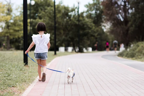 Child Girl Year Old Walking Park Puppy Chihuahua Outdoors Back — Stock Photo, Image