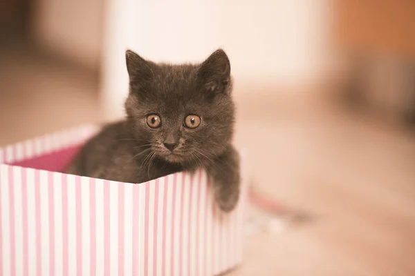 Kapalı Bir Kutuda Oturan Sevimli Küçük Kedi Yavrusu Başka Tarafa — Stok fotoğraf
