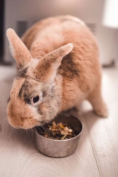 Şirin tavşan içeride yemek yiyor. Arkadaşlık.. 