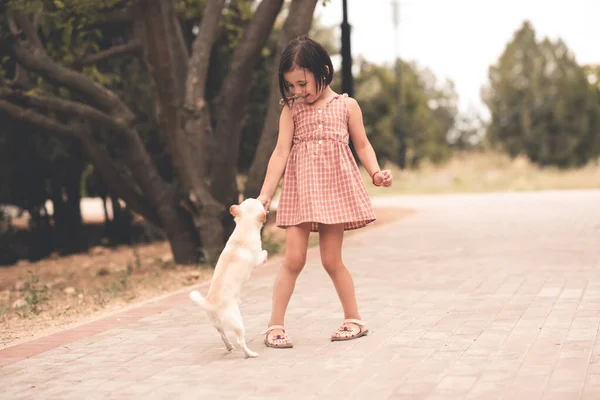 可爱的小女孩4 5岁在户外公园与宠物狗玩耍 穿着时髦的夏装 团结在一起 — 图库照片