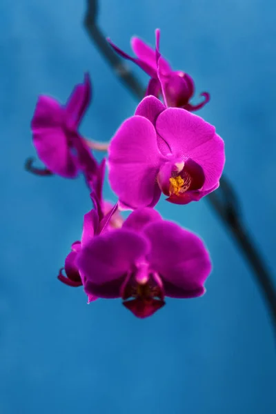 Orchids on a turquoise background. Flowers on the stem. Purple orchid flowers. Screensaver for PC backgrounds. Floral backgrounds. Wildlife Flowers. Stamens Pestles. Live nature