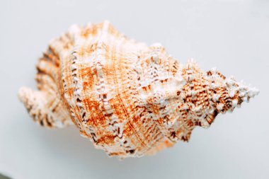 Deniz kabukları. Kumsal. Deniz kabukları doğası. Doğa evi. Büyük deniz kabuğu. Deniz dekoru. Doku.BUFONARYA PELEGANS