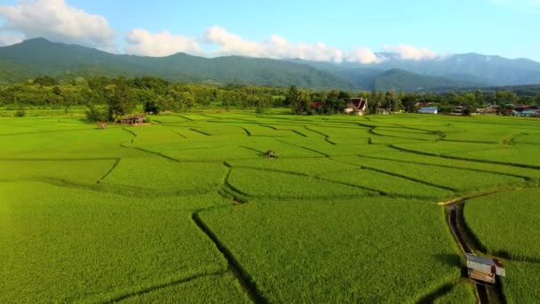 Pirinç çiftlik, kuş bakışı manzaralar — Stok video