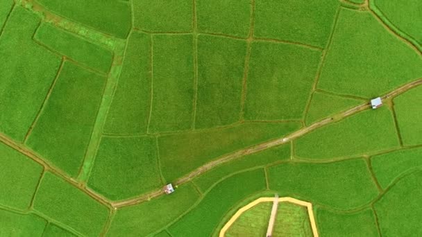 Rice farm, fågel Eye View — Stockvideo