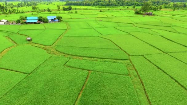 Rijst boerderij, Bird Eye View — Stockvideo