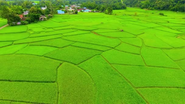 Rice farm, fågel Eye View — Stockvideo