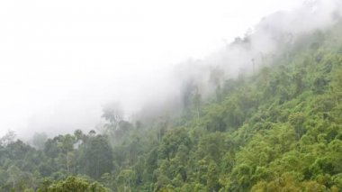 Sisin içindeki orman