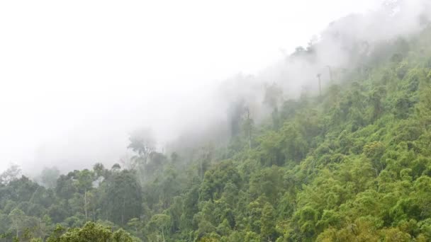 Bosque en la niebla — Vídeo de stock