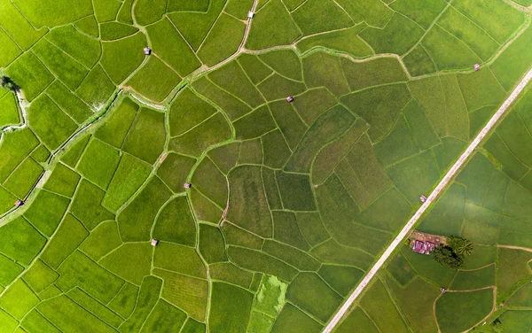 쌀 농장 지도, 새 눈 보기 — 스톡 사진
