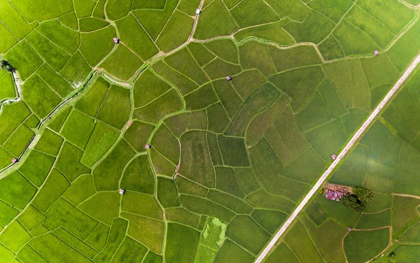 Rýže farma Mapa, Ptačí oko View — Stock fotografie