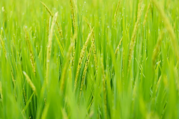 Germoglio di riso pronto a crescere nella risaia. con f selettiva — Foto Stock