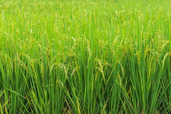 Germoglio di riso pronto a crescere nella risaia. con f selettiva — Foto Stock