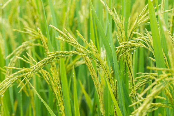 Germoglio di riso pronto a crescere nella risaia. con f selettiva — Foto Stock