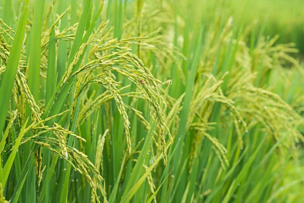 Βλαστάρι ρύζι έτοιμο να αυξάνεται στον τομέα του ρυζιού. με επιλεκτική f — Φωτογραφία Αρχείου