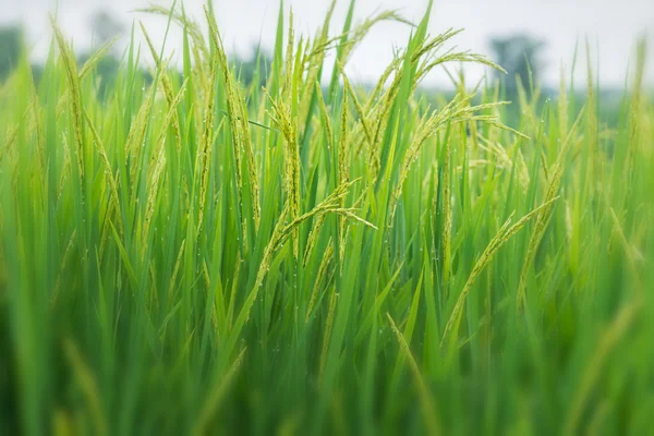 Pirinç Filiz pirinç alan büyüyen için hazır. ile seçici f — Stok fotoğraf